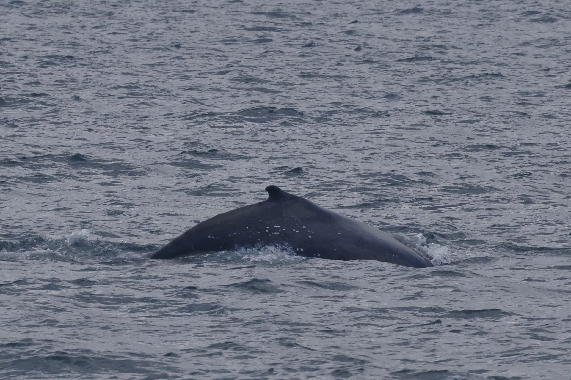 Sleepy Humpback Whale